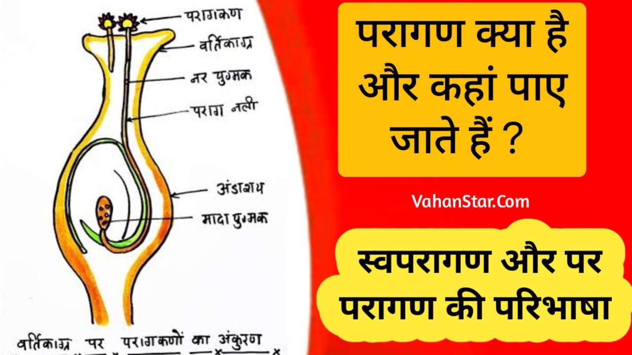 Read more about the article palynology in hindi . Swaparagan kise kahate hain परागकण क्या है ? ये कहाँ पाये जाते हैं ?