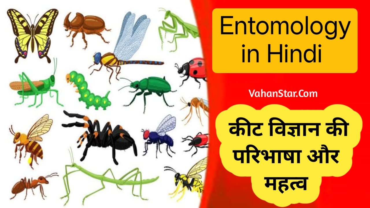 Read more about the article Entomology in Hindi कीट विज्ञान का महत्व। कीट विज्ञान की परिभाषा