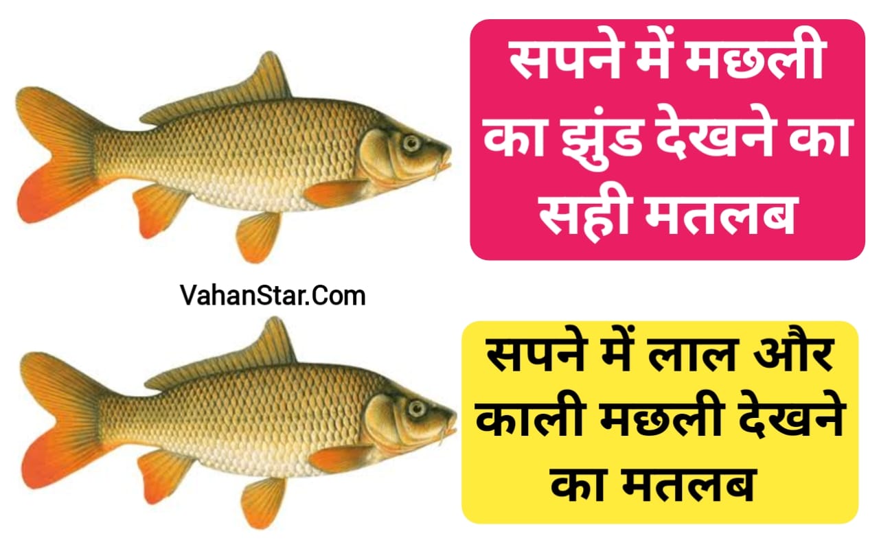 Read more about the article सपने में मछली का झुंड देखना sapne mein machhali ka jhund dekhna सपने में काली मछली देखना . सपने में मछली खाना . सपने में मांगुर मछली देखना .